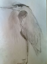 Great blue heron sketch