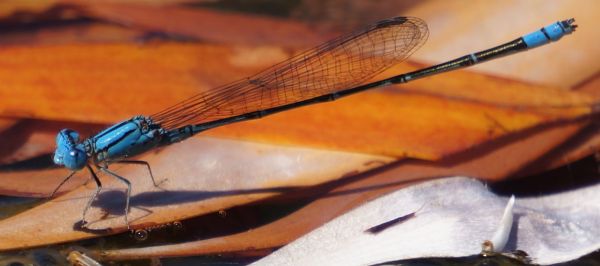 dragon fly 2 - Dimond Gorge, Mornington