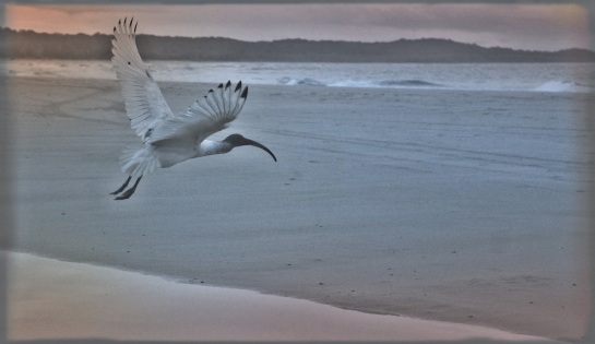 early morning ibis - Adder Rock Beach - Stradbroke Island - 2 June 2016