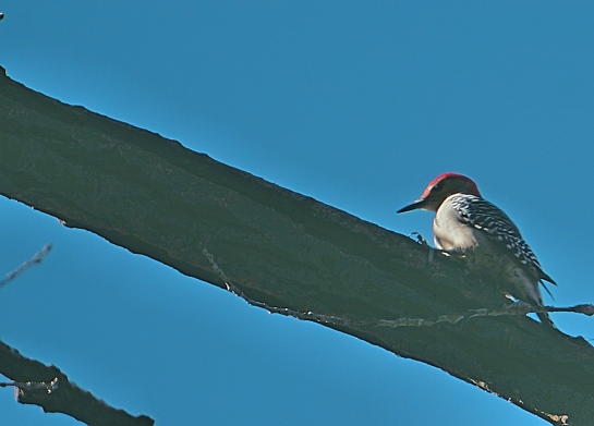 woodpecker-minihaha-falls-park_fotor