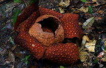 Rafflesia 1