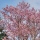 Japan - cherry blossoms on Hokkaido